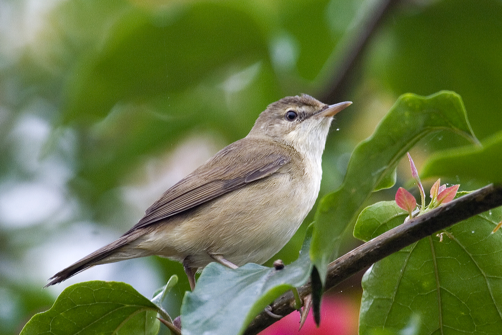 Blyth's Reed Warbler